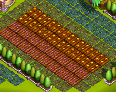 Eufirbias just after being planted.